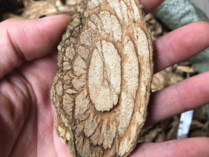 �׺��ٵĹ�Ч �׺�����������Ѫ