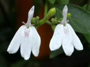 �׺���֥�Ĺ�Ч �׺���֥�����ڷν��