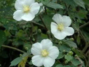 ��ͷܽ�صĹ�Ч ��ͷܽ�������ȿ���