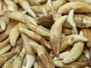 �������Ĺ�Ч ��������������ֹѪ