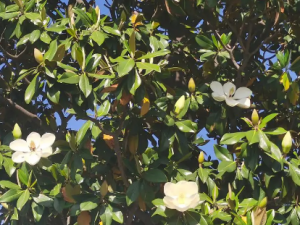 �������Ĺ�Ч ����������з纮