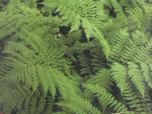 �ɺ�ëާ�Ĺ�Ч �ɺ�ëާ������