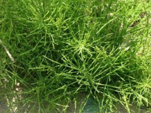 ��ĸ�ݵĹ�Ч ��ĸ��������