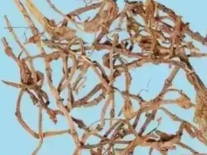 ���Ƹ�Ĺ�Ч ���Ƹ���һ�ж񴯟{��