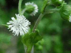 �����ݵĹ�Ч ���������Ƽ��Դ�Ⱦ�Ը���