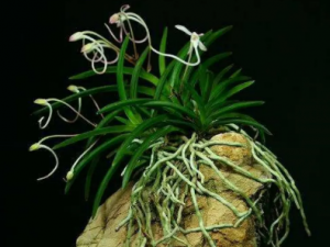 �����Ĺ�Ч ���������ȿ���