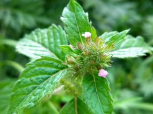 ���ֲ˵Ĺ�Ч ���ֲ��������۴��׶�