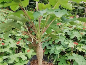 ��ǻ��Ĺ�Ч ��ǻ��������������ʪ��