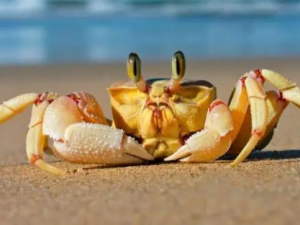 ���зҪע��Ľ��� �з��Щ��λ���ܳ�