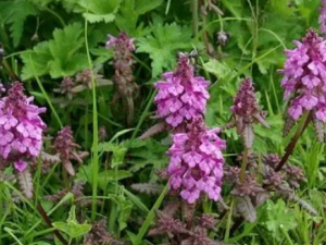 ��β�εĹ�Ч ��β�ο�ɢ��������