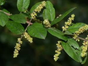 ����ȸ÷�ٵĹ�Ч ����ȸ÷����θ�ȿڿ�