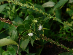 �ز����Ĺ�Ч �ز�����ʪ��Ƣθ