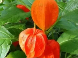 �ҽ�ƵĹ�Ч �ҽ��������ʪ��