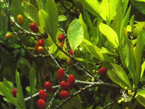 �ſµĹ�Ч �ſ����Իָ�ƣ��