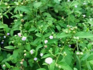 ��צ���Ĺ�Ч ��צ������θ����ʹ