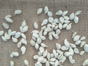 ���ٺ˵Ĺ�Ч ���ٺ���������Ѫ