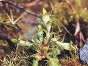 ���˲ݵĹ�Ч ���˲����ڻ׳没