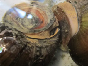 �����ɵĹ�Ч ���������ж���