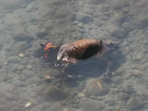 ��ʬ���Ĺ�Ч ��ʬ����ʬ���������