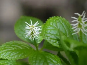 �����ʵĹ�Ч ���������ĸ�а��