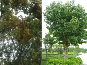 ��鴰�Ĺ�Ч ��鴰�������ע���ж�