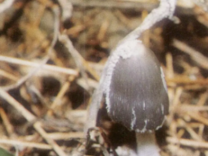 �q«ɢ�Ĺ�Ч �q«ɢ���׳���ʹ