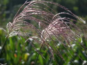 �q«��Ĺ�Ч �q«������С�����˵���