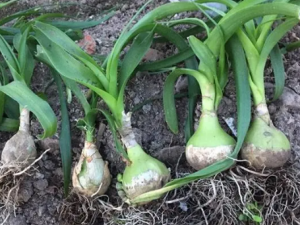 ����ɢ�Ĺ�Ч ����ɢ����֤ˮ��