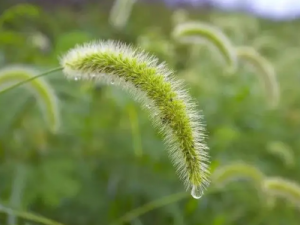 ��β�ͲεĹ�Ч ��β�Ͳ��������鳱��