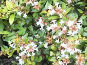 ŲݸĹЧ Ųݸηʪؽʹ