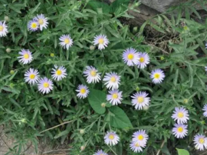 ���޻��Ĺ�Ч ���޻�������