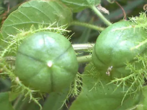 �����޵Ĺ�Ч ����������ʪ��ʹ