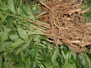 �����Ĺ�Ч ����粹��������