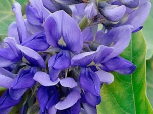 �𻨲˵Ĺ�Ч �𻨲������̴�