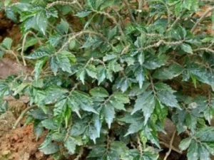 ೵ʹߵĹЧ ೵ʹСһΪ