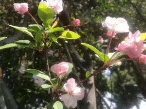 �v�صĹ�Ч �v�ؿ���ʳֹ��