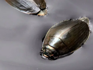 ����Ĺ�Ч �������乤