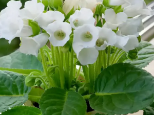 �ʰ׵��Ĺ�Ч �ʰ׵������к���Ӧ����