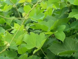 ������Ĺ�Ч ����������鲻������