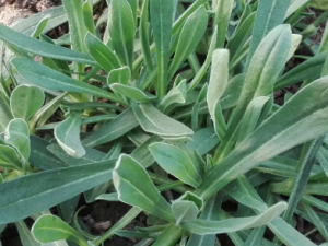 ë����Ҷ�˵Ĺ�Ч ë����Ҷ�����ڳ�������