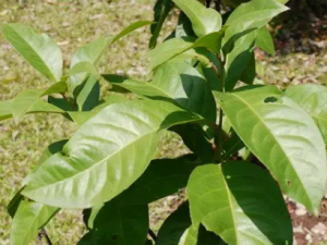 �ܻ�����ľ�Ĺ�Ч �ܻ�����ľ����������