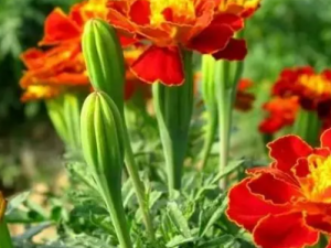 �ѩ���Ĺ�Ч �ѩ����һ��Ŀ��