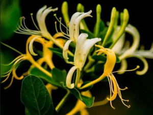 ����ɢ�Ĺ�Ч ����ɢ��һ������ֹ