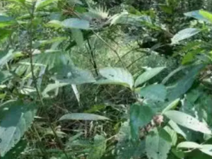 ���ɢ�Ĺ�Ч ���ɢ����������