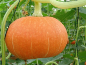 �Ϲϲ��ܺ���Щ��������ʳ��