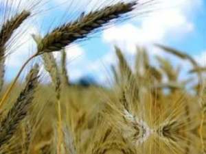 ��ū��Ĺ�Ч ��ū�����˺����������ϲ���