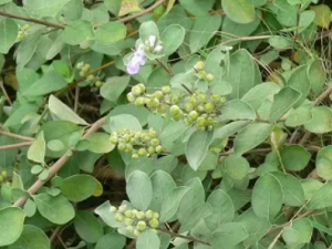 ����ɢ�Ĺ�Ч ����ɢ���۳���ʹ