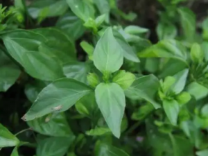 ����ɢ�Ĺ�Ч ����ɢ����Сƫ