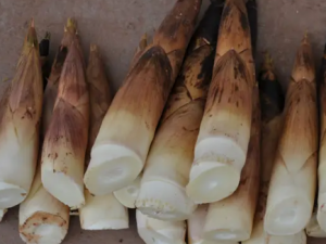 ����Ĺ�Ч  �����ѡ������