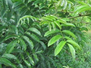 ţ�����Ĺ�Ч ţ������ʳ�÷���